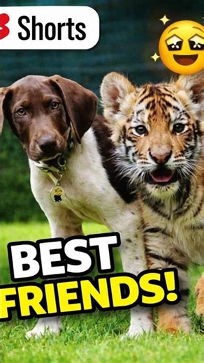Puppy and Baby Tiger Friendship | USA Kids Story #animalfriends #cuteanimals