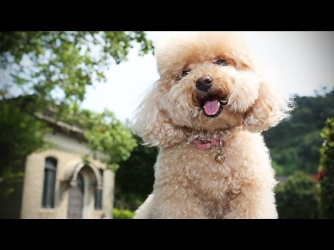 Funny Poodles 🐩 Cute Fluffy Poodles [Funny Pets]