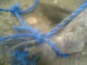 Chupacabra Mystery Finally Revealed