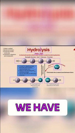 Hydrolysis Explained: Breaking Down Polymers with Water