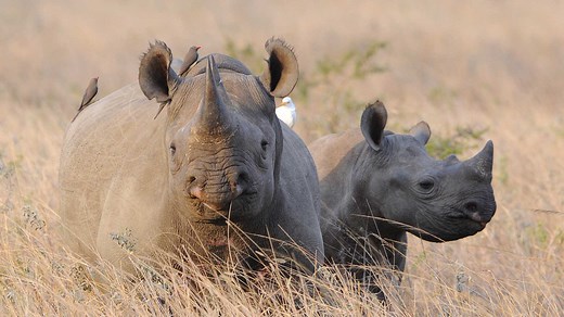 WWF | World Wildlife Fund | Black Rhino Expansion Project
