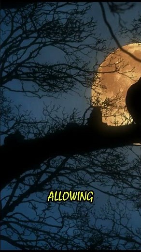 Why Owls hoot at night ? #animalcommunication