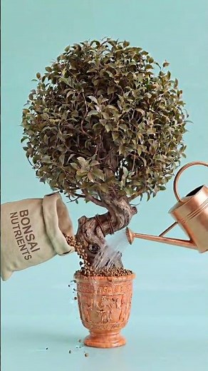 What is a bonsai and how does it actually work? #bonsai #plants #cultivation #processes #nature