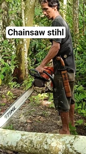 cutting tree down memotong kayu waru