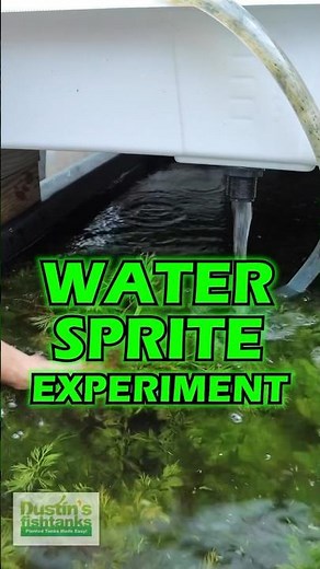 WATER SPRITE EXPERIMENT - PART 2