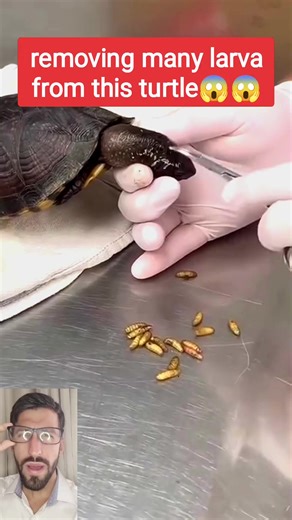 removing many larvae from this turtle #botflylarvae #botflyeggs #botflylarva #botflymaggot #botflyremoval #berne #larvae #cystremoval #animals #yfpcn #yfpシforyou #viral #yfp #turtle #turtles