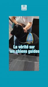 😉 "Toujours sage" ? Pas si vite ! 🐶 Avant d'être un chien guide, un chien guide est... un chien ! 🌟 Il aime jouer, se rouler dans l’herbe, explorer, tester les limites. 🥰 C’est aussi ce qui rend la relation avec son maître si forte : on construit une alliance avec un véritable compagnon de vie. 🪪 Il y a l'éducation, bien sûr. Mais aussi des moments de liberté, de tendresse et de détente. 😊 Oui, les chiens guides peuvent aussi faire des bêtises... et on les aime pour ça. Le saviez-vous❓ Vos