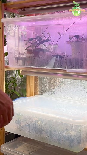 46K views · 790 reactions | Got 4 Etsy plant orders this week!  In this video, I’ll show how I carefully pack and ship my propagated plants to customers across the USA. Most plants featured on my channel are available for sale—DM me if you’re interested! #EtsyShop #PlantShipping #PropagatedPlants #PlantSeller #Houseplants | The Green Earth | Facebook