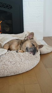 Being this lazy is a lifestyle #dogs #doglover #cutedog #dogsofinstagram #dogoftheday #frenchiesofinstagram #frenchbulldog #petlove #dogreels #cutepetclub #animallovers | Tungsten the Frenchie