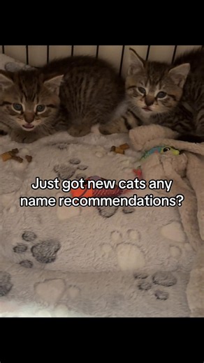Names for 3-Month-Old Kittens: Top 25 Cute & Unique Ideas