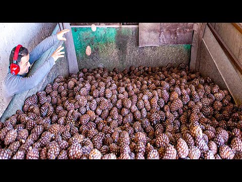 Pine Nut Candy Making Process | Modern Pine Cone Harvesting Machine | How To Process Pine Nuts