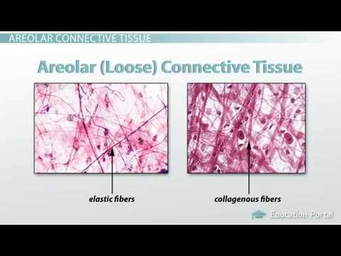 Adipose and Loose Connective Tissue: Functions and Structure | Video & Lesson Transcript