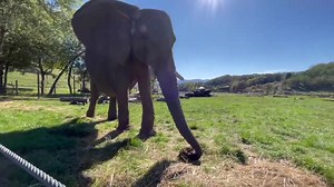 143K views · 3.8K reactions | Elephants love eating their fruits and vegetables, which helps them grow big and strong! One of their favorite fruits to eat is pineapple. Believe it or not, elephants can eat the entire pineapple: the fronds, the pokey exterior, and the juicy inside. Elephants eat all kinds of pokey foods, including blackberry here at the park and acacia trees out in Africa, which can have long thorns hiding among the delicious leaves. | Wildlife Safari | Facebook