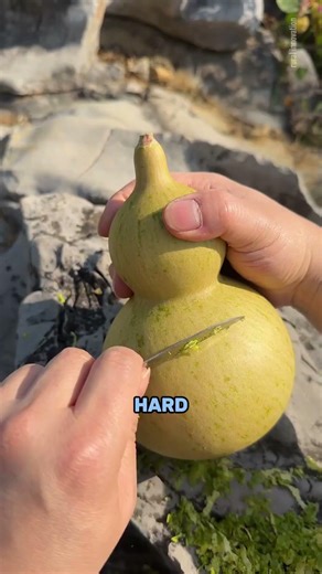 This Drinking Bottle Grows on a Plant | Lagenaria Bottle Gourd Innovation