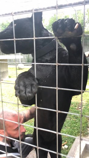 Babo y su Pantera: Fiesta de Diamante