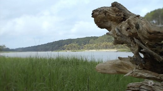 The ACE Basin — made up of the Ashepoo, Combahee and Edisto rivers — is one of the largest wetland ecosystems on the Atlantic coast. Here's why South Carolina's Department of Parks, Recreation and Tourism thinks it's a hidden gem worth exploring. | The Island Packet