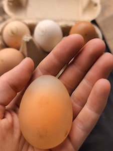 Collingwood Children's Farm on Reels