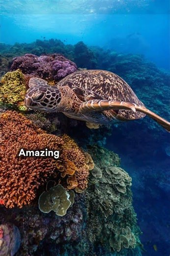 Amazing Sea Turtle Facts #didyouknow #geography #facts
