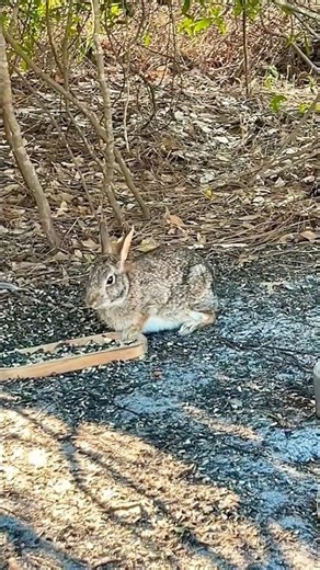 🐰 Shy Bailey & Surprise Critter Cameo!