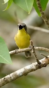 Burung Remetuk Laut (Gerygone Sulphurea) Adalah jenis burung pengicau dalam famili Acanthizidae. Burung ini memiliki suara yang nyaring dan khas. Burung ini tersebar di Indonesia Malaysia Singapura Brunei Darussalam Filipina dan Thailand. #fbpro #reels #birds #bird #nature #viral #burung #gacor #masteran #fyp | Azka Kicau