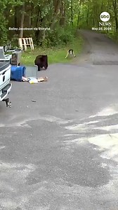 Dramatic video shows the moment a bear chased a dog down a driveway at a Minnesota home. The dog, Zeus, had walked towards a bear rummaging through their trash. As Zeus' owner shouts, the bear chases after the dog. Thankfully, the woman and her dog were unharmed. The woman praised Zeus after she said he was “so smart” for “luring” the bear away from her. https://abcnews.visitlink.me/bUb0uf | ABC News
