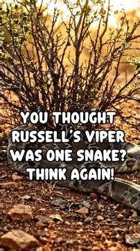 You Thought Russell's Viper Was One Snake? Think Again!