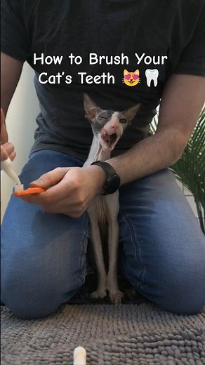 How to Brush Your Cat’s Teeth 😻🦷