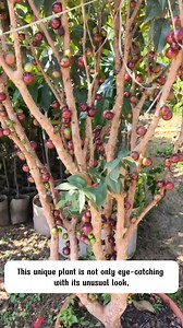 127K views · 2.3K reactions | Jaboticaba Tree | SRK | Facebook