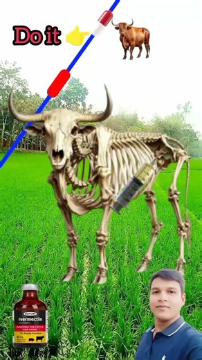 “Give the skeletal cow an injection and make it healthy.”🐄 #reel #viral #Amazing #fanny #cow