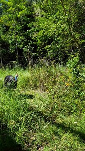 Cassowaries are often called “living dinosaurs” — and for good reason. These large, flightless birds share many features with their prehistoric ancestors, particularly the theropod dinosaurs, which include species like Oviraptor and Ornithomimus. Like other birds, Cassowaries have scaly legs, sharp claws, and a powerful, upright posture that closely resembles their ancient relatives. Their helmet-like casque and intense gaze only add to their prehistoric appearance. Birds are like modern dinosau