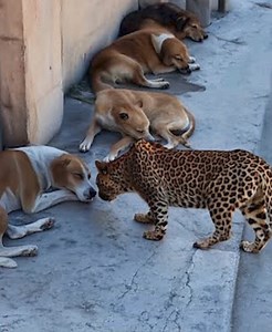 278K views · 2.4K reactions | 19 Terrifying Situations Of Animals Challenging Their Prey In Unexpected Ways Caught On Camera 力vs | Best Video | Facebook