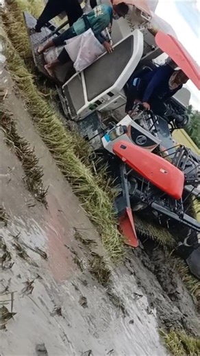 rice cutting machine 606 #xuhuong #rice cutting machine #rice cutting machine#