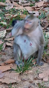 Oh, monkey Button trying to release baby Bessie | Monkey Care