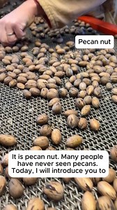 Pecan Nuts #gardening #gardentools #gardeningtools #tool #tools #gardeningmakemehappy #handtools #cooltools #satisfying #gardeners #gardeninspiration #gardening #trees #tree #treesofinstagram #treestreestrees #treestagram #gardeningtips | Green Garden | Facebook