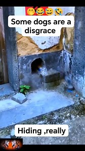 Barking from the Shadows: Dog's Quiet Sneak into Hole Followed by Boisterous Bark #fypシviralシ2024 #engagement #viralpost2025シ #fypシ゚viralシ #viralreelsfacebook #fypageシ #virals #viral #millionviews | Elamant