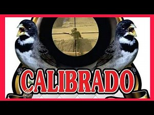 COLEIRO TUI TUI FIBRA (CALIBRADO)