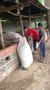 608K views · 2.3K reactions | Young boy & Young Girl Feed Mother Pig - American Yorkshire Pig #reelsviral #reelsvideo #reelsfb #reelsinstagram #piggy #chubbyme #reelsviral #cute #reelsfypシ #pig #pigs #piggy #pigsofinstagram #piglets #minipig #piggies #oink #petpig #pigstagram #guineapig #micropig #animals #love #cute #farm #farmlife #farming #farmer #americanyorkshirepig #american | Pig Videos | Facebook