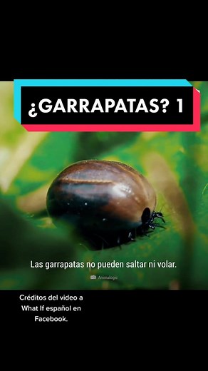 Buenas buenas los amo ♡ #foryou #parati #fyp