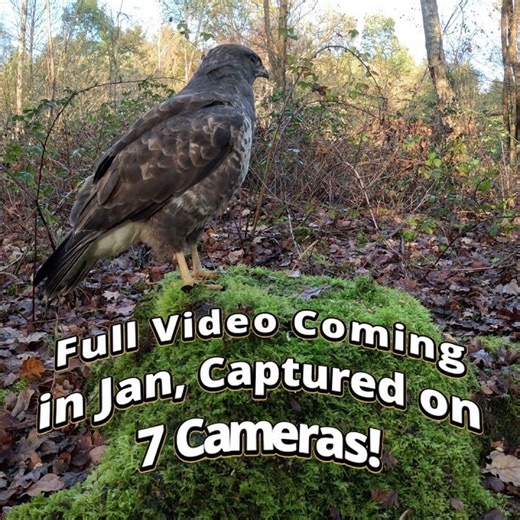 Ultimate Wildlife Camera Trap Setup using a GoPro 12