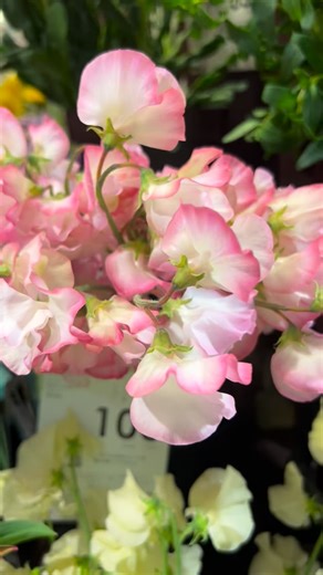 花次郎 梅田店 on Instagram: ". 1/28 入荷情報！！ 本日は100円フェア💐🌷💛 人気のお色はお早めに！🔥 花束、アレンジ承ります💐】 花次郎梅田店✆06-6341-8727 電話やネットからご予約できます⬇ https://hanajiro.myshopify.com/pages/gift #花次郎梅田店#大阪花屋#花束#鉢物#胡蝶蘭"