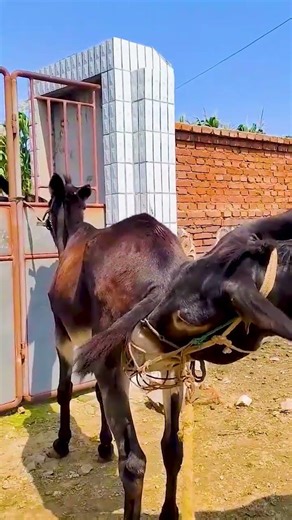 Funniest Donkey Ever Donkey Training the fun way 82