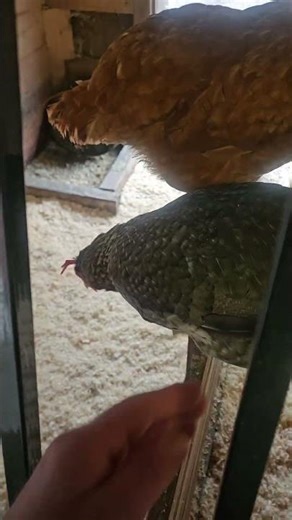 Tilden Little Farm, Berkeley, California #california #berkeley #littlefarm