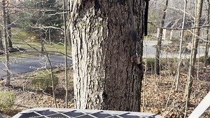 Watch Long lasting and sturdy deer hunting stand!  on Amazon Live