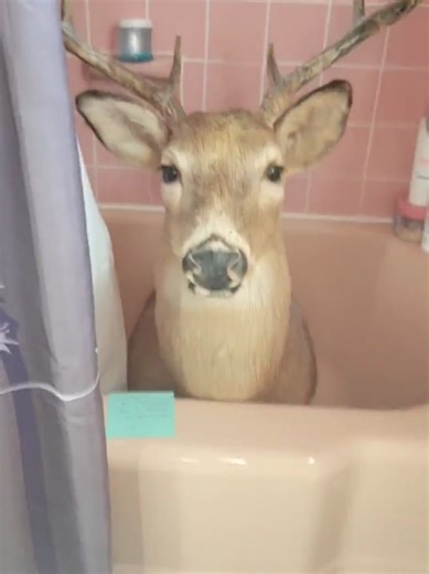Classic Meme: Bathroom Deer Surprise