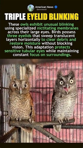 OWLS INDEPENDENT EYELID MOVEMENT
