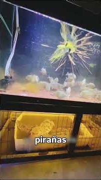 Impressive! What the piranhas did to the catfish 🐟💀
