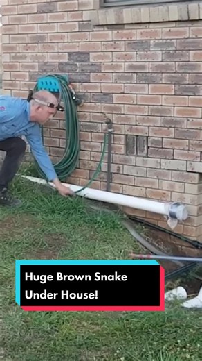 Huge Brown Snake Under House! 😲#crazy #rescue #animal #australia #summer #snake #snakecatcher #reptile #adrenaline #action #nature #wildlife #wow