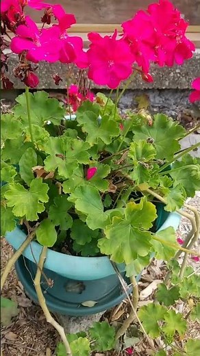 Overwintering your geranium successfully indoors #geranium #geraniumcare