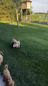 F1 Standard Goldendoodle Puppies ready for their new families on August 8, 2025 | Goldendoodle Connection