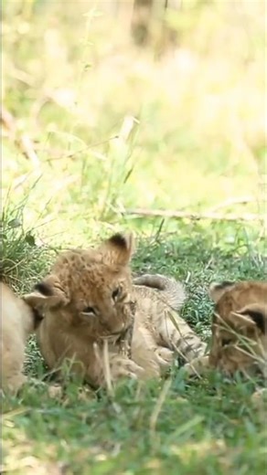 Playful little lion cubs #lion #shorts